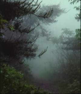 forest.jpg (19800 bytes)